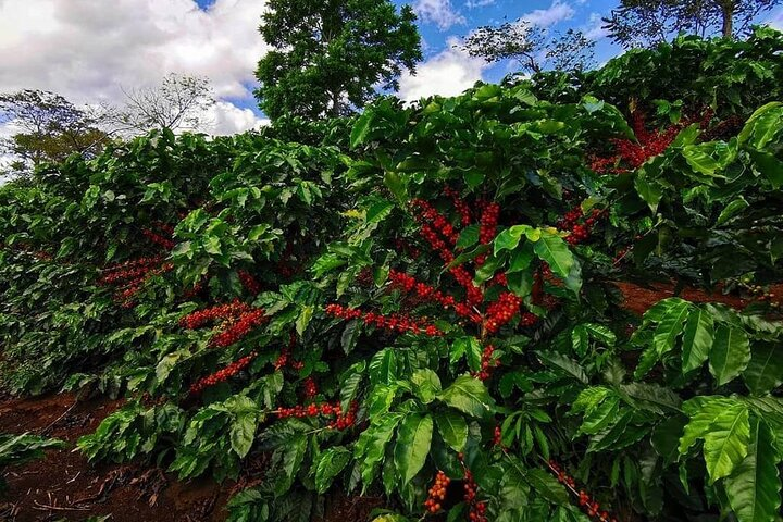Monteverde Cloud Forest and Coffee Tour Shore Excursion - Photo 1 of 5